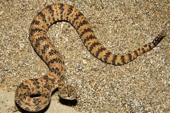 Crotalus mitchellii pyrrhus  - Southwestern Speckled Rattlesnake - snake species | gveli | გველი