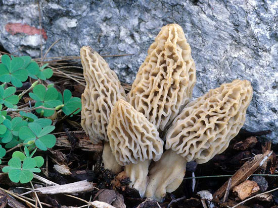 Morchella deliciosa - Mushroom Species Images