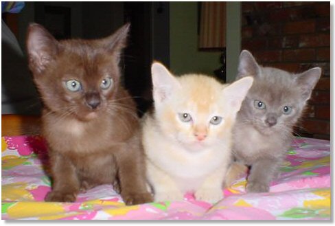 Burmese 1 - cat Breeds | კატის ჯიშები | katis jishebi
