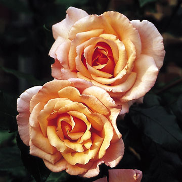 Compassion - Rose Varieties | VARDI | ვარდი                                                                                                                