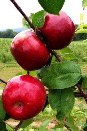 Royal Court - Apple Varieties