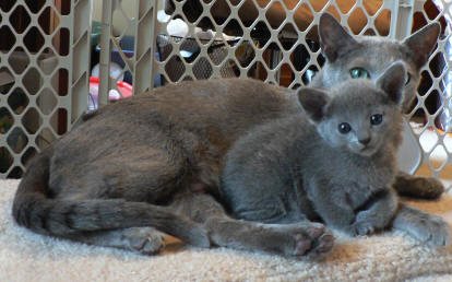 Blue Russian 3 - cat Breeds | კატის ჯიშები | katis jishebi