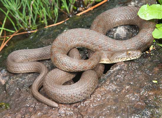 NARROW-HEADED GARTERSNAKE  <br />   Thamnophis rufipunctatus - snake species | gveli | გველი