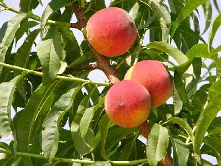 Rich May - Peach Varieties