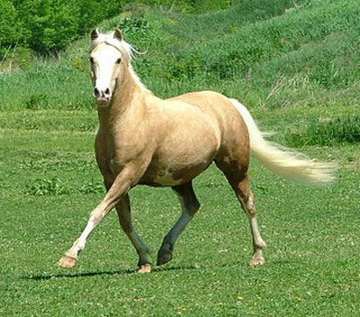 ცხენი American Sport Pony - ის სურათი