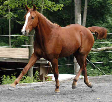 Quarter Horse 1 - horse Breeds | ცხენის ჯიშები| cxenis jishebi