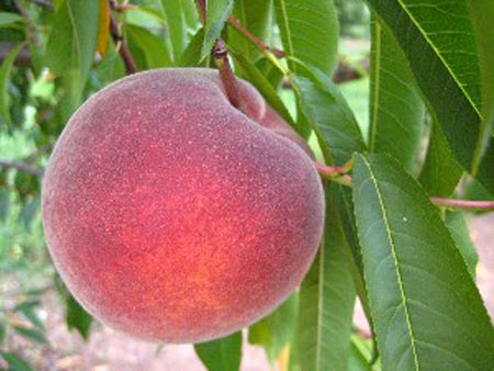 PF 28-007 Flamin Fury - Peach Varieties