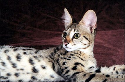 Savannah 2 - cat Breeds | კატის ჯიშები | katis jishebi
