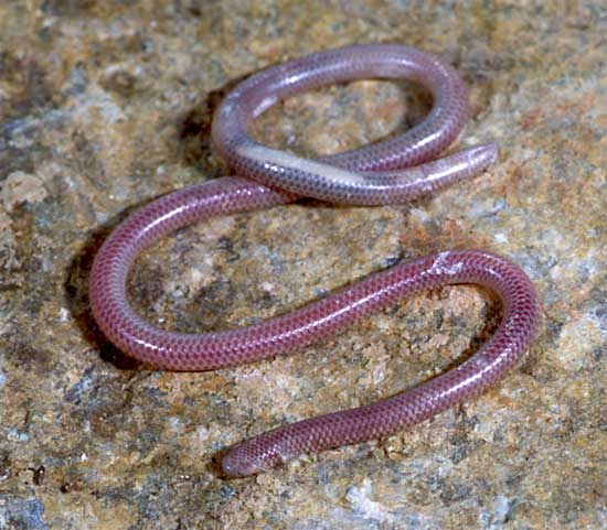 Rena humilis cahuilae - Desert Threadsnake - snake species | gveli | გველი