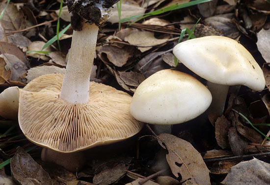 Hebeloma crustuliniforme - Mushroom Species Images