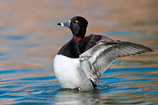 Ring-necked Duck - Bird Species | Frinvelis jishebi | ფრინველის ჯიშები