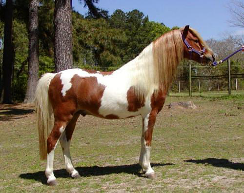 American Shetland Pony - horse Breeds | ცხენის ჯიშები| cxenis jishebi