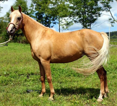 ცხენი Albanian Horse - ის სურათი