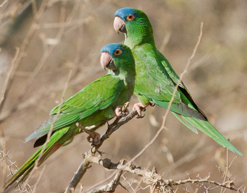 Blue-crowned Parakeet - Bird Species | Frinvelis jishebi | ფრინველის ჯიშები