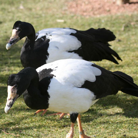 Magpie Goose - Bird Species | Frinvelis jishebi | ფრინველის ჯიშები
