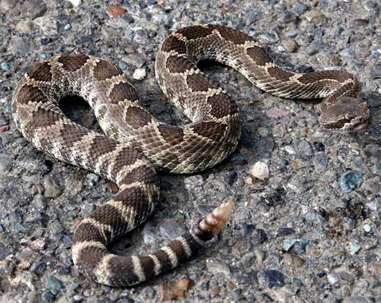 Crotalus oreganus oreganus - Northern Pacific Rattlesnake - snake species | gveli | გველი