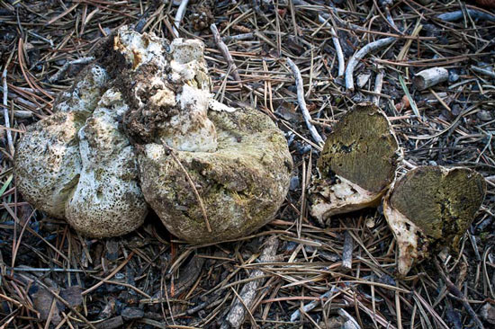 Gastroboletus subalpinus - Mushroom Species Images
