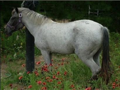 Cerbat 2 - horse Breeds | ცხენის ჯიშები| cxenis jishebi