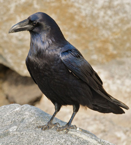 Common Raven - Bird Species | Frinvelis jishebi | ფრინველის ჯიშები