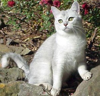 კატა Burmilla - ის სურათი