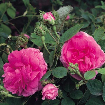Châpeau de Napoléon - Rose Varieties | VARDI | ვარდი                                                                                                                