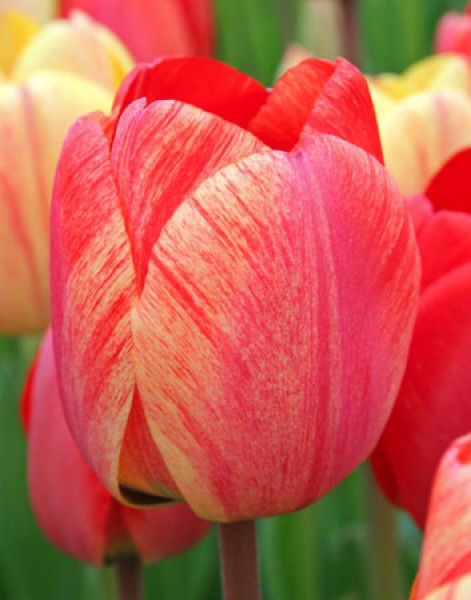 Gudoshnik -                                                         Species Tulip| TITA | ტიტა                                                        