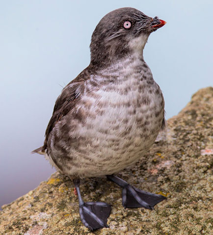Least Auklet - Bird Species | Frinvelis jishebi | ფრინველის ჯიშები