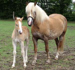 Avelignese 3 - horse Breeds | ცხენის ჯიშები| cxenis jishebi