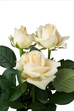 Peach Avalanche - Rose Varieties | VARDI | ვარდი                                                                                                                