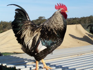 Barnevelder 3 - chicken Breeds | ქათმის ჯიშები | qatmis jishebi