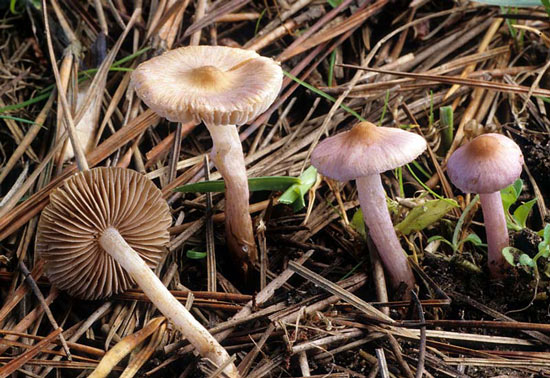Inocybe geophylla var. lilacina - Fungi species | sokos jishebi | სოკოს ჯიშები