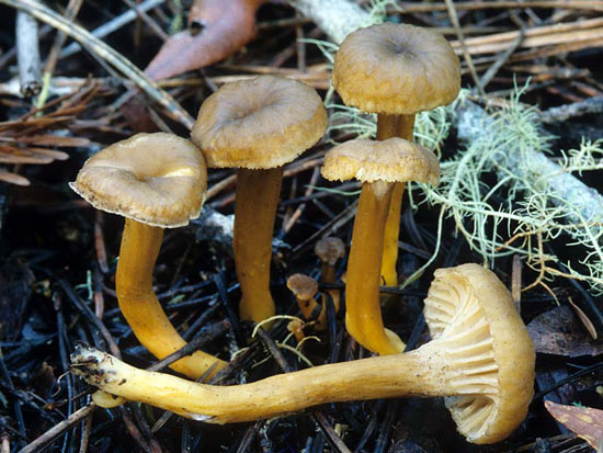 Cantharellus tubaeformis: Craterellus tubaeformis - Mushroom Species Images