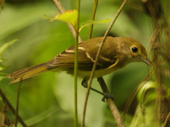 Thick-billed Vireo - Bird Species | Frinvelis jishebi | ფრინველის ჯიშები