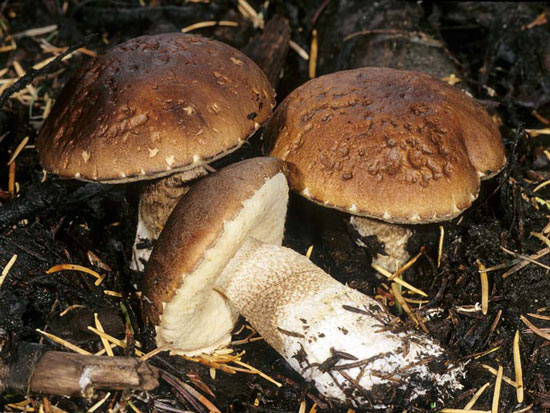 Leccinum brunneum - Mushroom Species Images