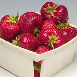 Seneca - Strawberry Varieties