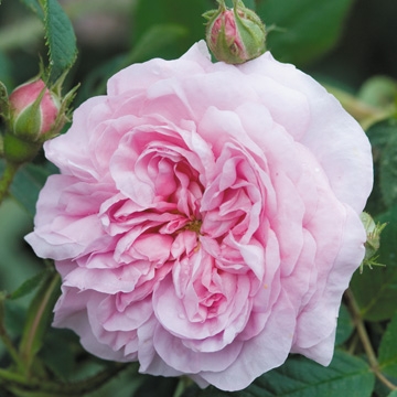 Queen of Denmark - Rose Varieties | VARDI | ვარდი                                                                                                                