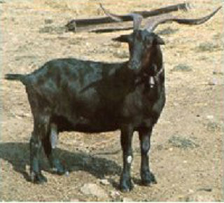 Verata Goat - goats Breeds | txis jishebi | თხის ჯიშები