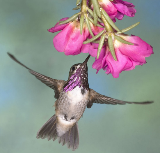 Calliope Hummingbird - Bird Species | Frinvelis jishebi | ფრინველის ჯიშები