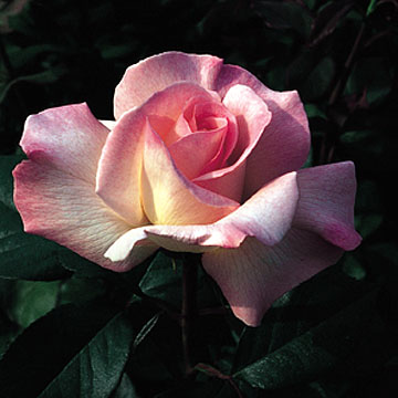 Pristine - Rose Varieties | VARDI | ვარდი                                                                                                                