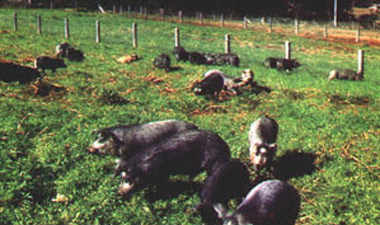 Moura - pig breeds | goris jishebi | ღორის ჯიშები