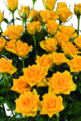 Sun Tan - Rose Varieties | VARDI | ვარდი                                                                                                                