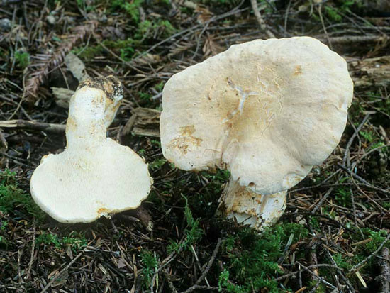 Dentinum repandum: Hydnum repandum - Fungi species | sokos jishebi | სოკოს ჯიშები