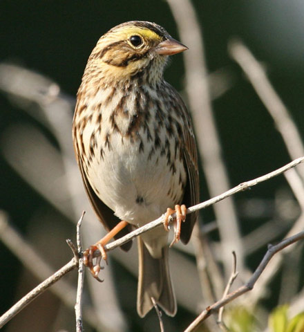 Savannah Sparrow - Bird Species | Frinvelis jishebi | ფრინველის ჯიშები