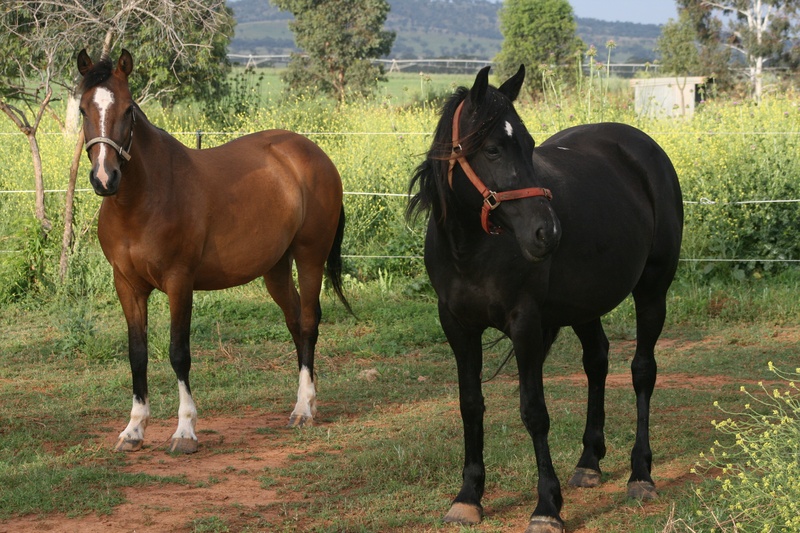 Waler 3 - horse Breeds | ცხენის ჯიშები| cxenis jishebi
