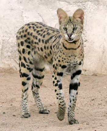 African Serval 2 - cat Breeds | კატის ჯიშები | katis jishebi