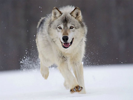The European Gray Wolf - wolf species | mglis jishebi | მგლის ჯიშები