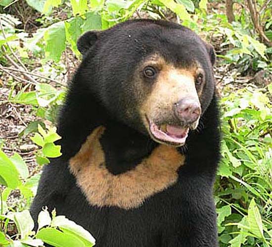  Sun Bear - bears species | datvis jishebi | დათვის ჯიშები