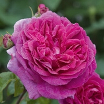 Young Lycidas, Standard - Rose Varieties | VARDI | ვარდი                                                                                                                