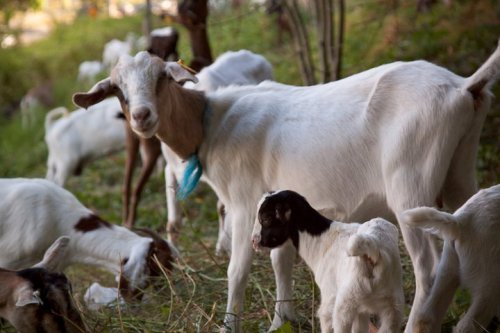 Somali Goat - goats Breeds | txis jishebi | თხის ჯიშები