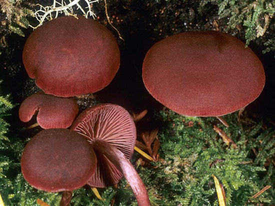 Tubaria punicea - Mushroom Species Images